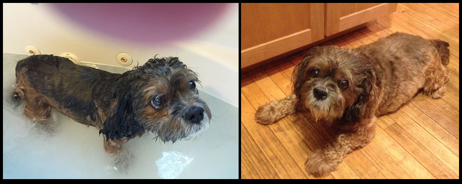 Wilson Curtis After being skunked April 2015, and kitchen Sept 2015